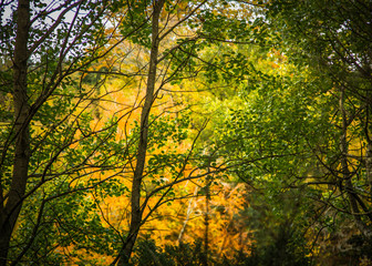 Autumn Leaves Background