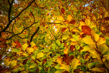 autumn leaves background