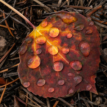 Red Aspen Leaf Macro 1
