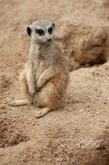 Fototapeta premium Suricate