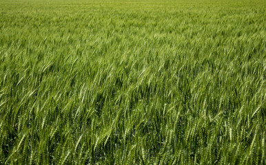 Beautiful heads of wheat in the sun. Spikes still green in the sown field.
