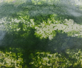 watermelon texture detail - closeupclose up of water melon skin