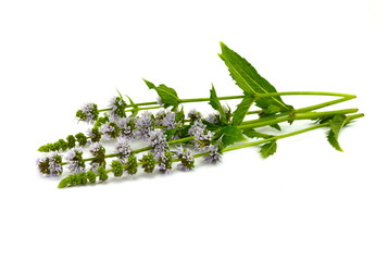 Naklejka premium Close-up of fresh blooming mint isolated on white background.