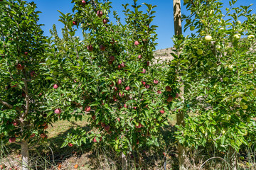 Fototapeta na wymiar Pick your own peaches and apples farm Colorado USA