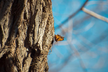Pretty little orange winter butterfly on the side of a tree with blue sky. Room for text.
