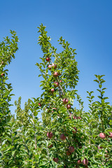 Pick your own peaches and apples farm Colorado USA