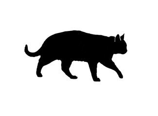 The cat is the silhouette in black color isolated on white background 2D illustration.