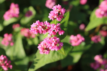 そばの花　赤い　秋