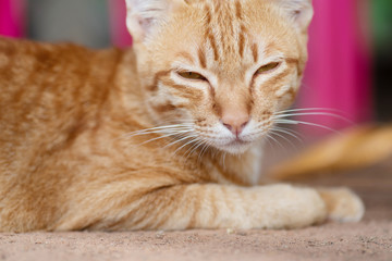 Cute ginger cat is relaxing on the ground, pet at home