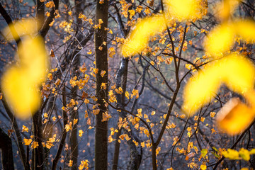 golden leaves against bare trees in the forest