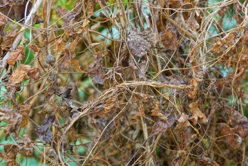 brown natural texture of dry thin twigs