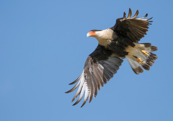 Crested Caracara