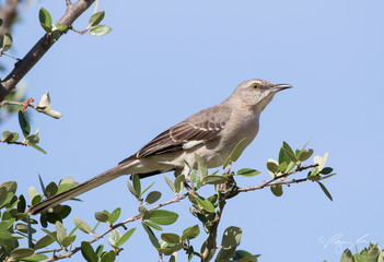 Northern Mockingbird