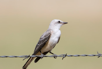 Scissor-tailed Flycatcher