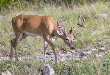 Whitetail with velvet