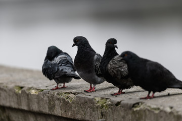pigeons