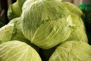 head of cabbage
