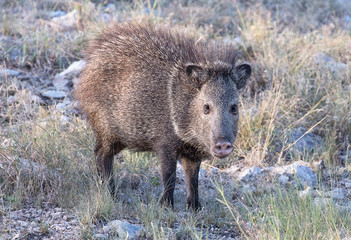 Javelina
