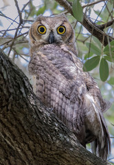 great horned owl