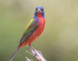 Painted Bunting Posing