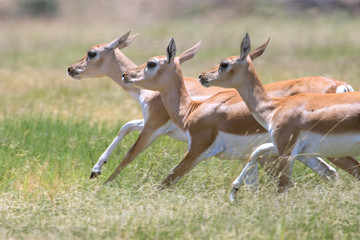 Blackbuck Antelope Does