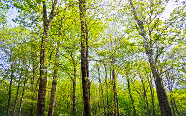 Fototapeta premium In the woods in Nemi, Italy