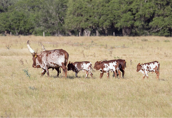 Watusi cattle heading home
