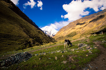 Fototapeta na wymiar Cow in a valley in Peru