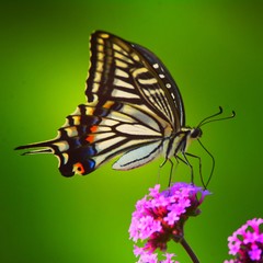 The Swallowtail butterfly on the flower.