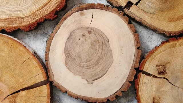 A few aged, cracked, wooden, circular tree section with rings and texture placed on stone table. With copy space.