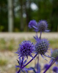Obraz premium Purple/indigo weed or thistle