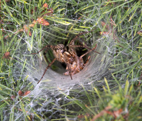 Funnel-Weaver Grass Spider (Agelenopsis sp) female killing a prey at the entrance of its den at night, Iowa, USA.