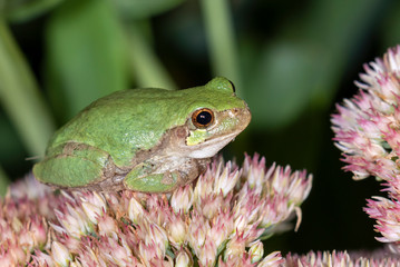Cope's Gray Treefrog (Hyla chrysoscelis) waiting for a prey on flowers at night, Iowa, USA
