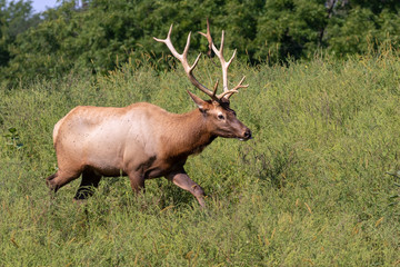 Naklejka na ściany i meble American elk or wapiti (Cervus canadensis) male in a meadow, Iowa, USA