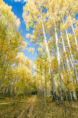 Fall colours in Crested Butte Colorado