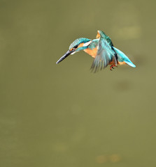 ダイビングするカワセミ
