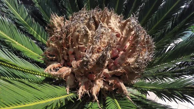 Female Cone Of Cycas Revoluta