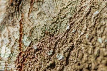 ant in the tree