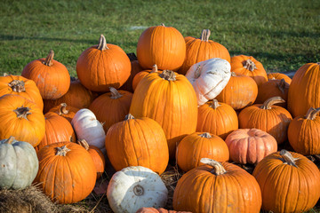 Pumpkins for sale