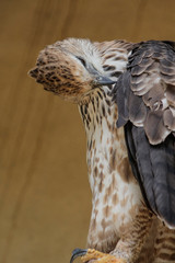Javan eagle