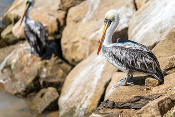 A standing pelican over the rocks waiting for some fish in front of the Pacific Ocean and amazing place for wildlife and specially bird watching at the sea coastline, Constitucion, Chile