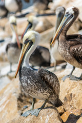 A standing pelican over the rocks waiting for some fish in front of the Pacific Ocean and amazing place for wildlife and specially bird watching at the sea coastline, Constitucion, Chile