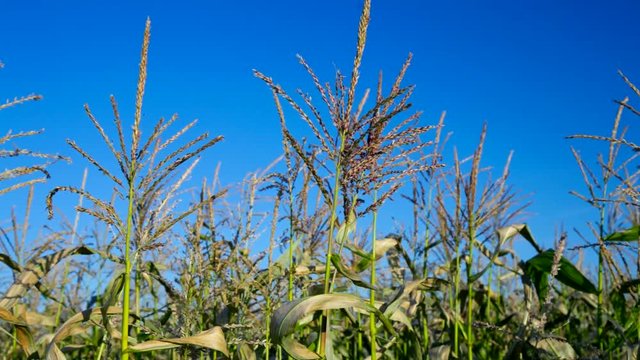 wind shakes panicles on corn stalks against blue sky