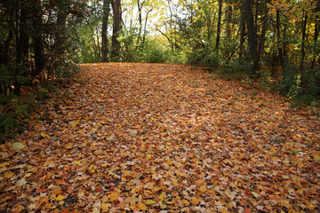 autumn road in the park in fallen maple leaves of different colors 