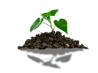 Green sprout growing out from soil isolated on white background