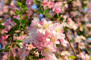 Obraz premium Chinese flowering crab-apple blooming