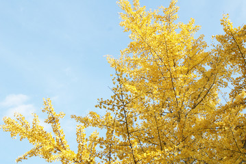 Fototapeta premium 鮮やかなイチョウの葉・木