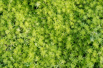 Closed up gold moss sedum background. Moss texture, background with copy space