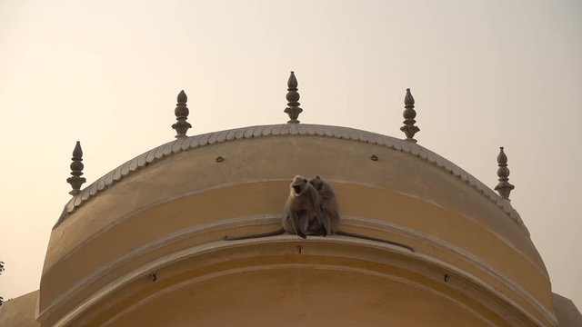 Some langur monkeys are playng on a rooftop in Varanasi, India.