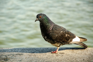 Pigeon on the city embankment.